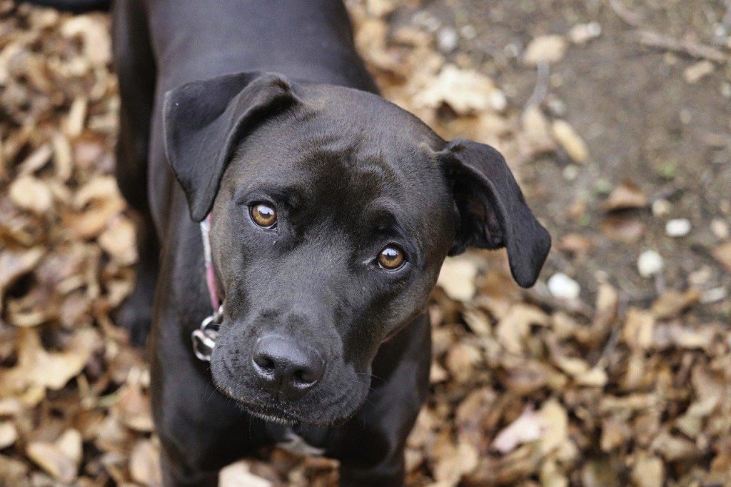 Cursus met je hond in een groep of 1-op-1?