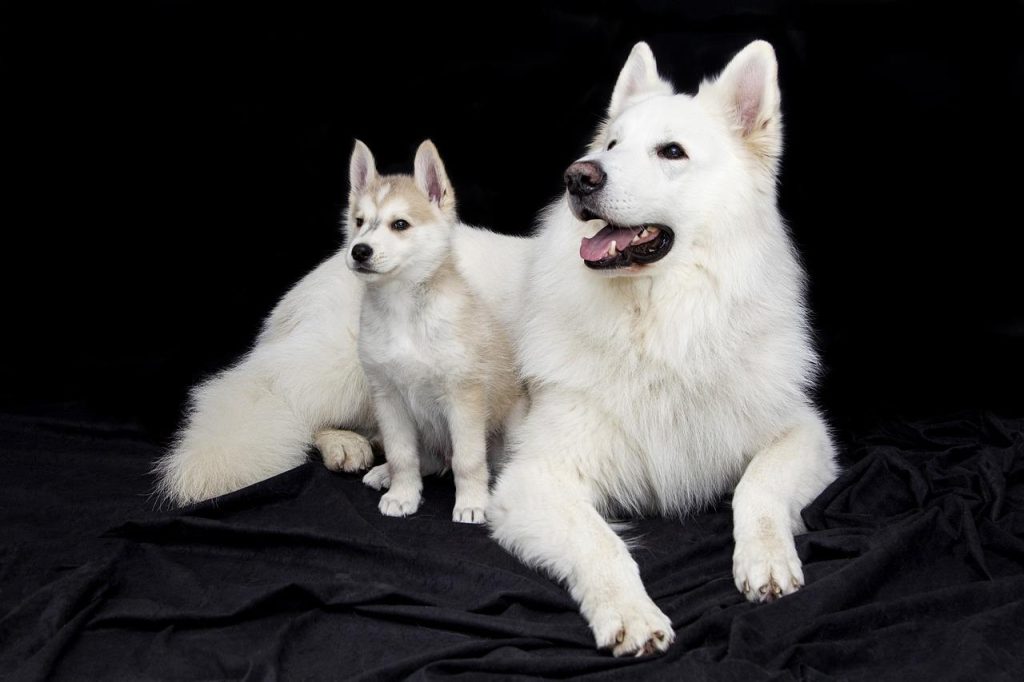 Cursus met je hond in een groep of 1-op-1? Cursus met je hond in een groep of 1-op-1?