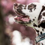 dalmatian, dog, pet
