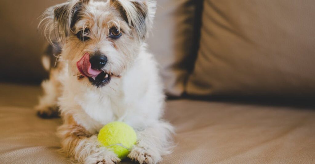 Wat is gedragstherapie Adorable terrier puppy playing with a tennis ball on a cozy brown couch, licking its nose.