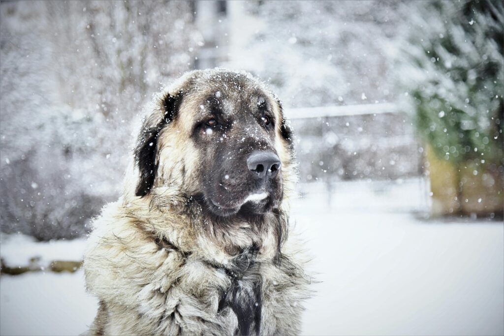 Je hond en de winter